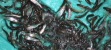 Orleans County Fishing Report Orleans County Fishing Report