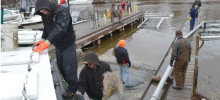 Fish arrive in pens to grow bigger, and imprint on Oak Orchard Fish arrive in pens to grow bigger, and imprint on Oak Orchard